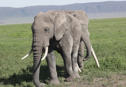 4 Days Camping Safari to Tarangire, Serengeti & Ngorongoro