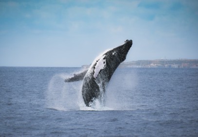 Whales Migration Route