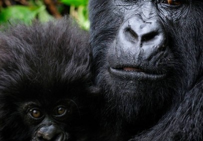 3-Day Gorilla Trekking Tour Uganda