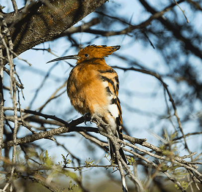 Central Kalahari Game Reserve