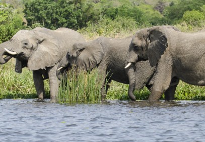 9-Day Gorilla Trekking in Uganda and African Big Five
