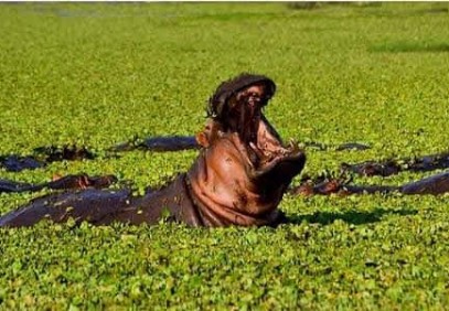 5-Day Authentic Wildlife Safari