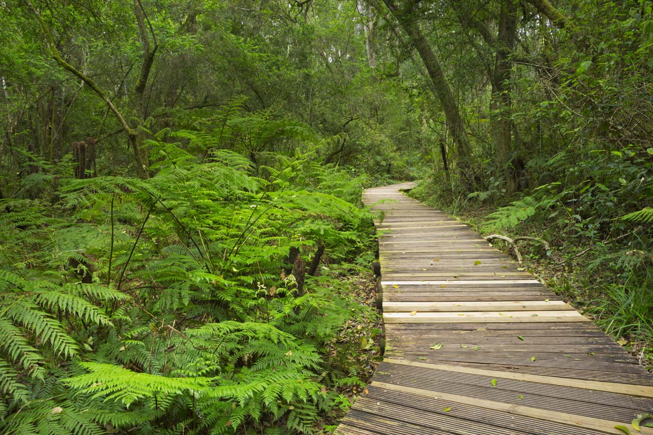 Path Through Rainforest In The Garden Route Np, South Africa