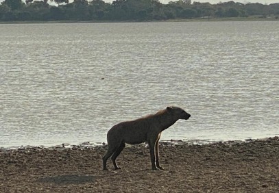3-Day Selous Game Reserve Safari