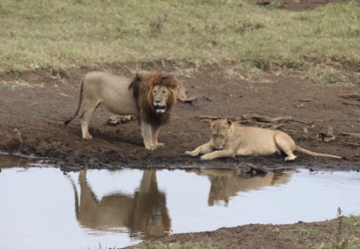 2 Days Lodge Safari to Tarangire & Ngorongoro Crater