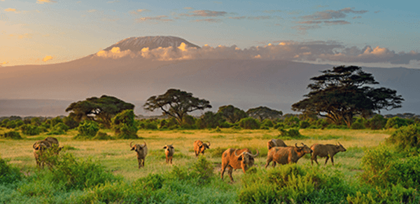 Mount Kilimanjaro National Park 1