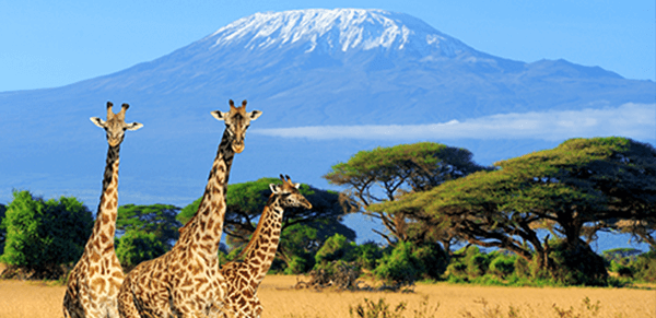 Mount Kilimanjaro National Park 2