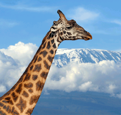 Mount Kilimanjaro National Park