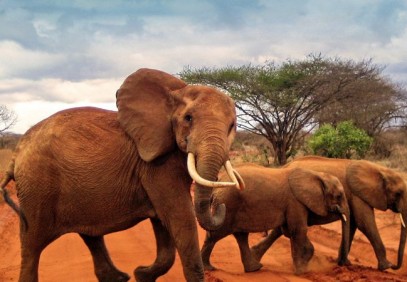 3-Day Tsavo East & Amboseli Safari
