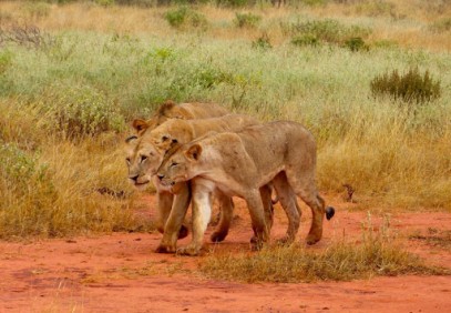 5-Day Tsavo & Taita Sanctuary Safari