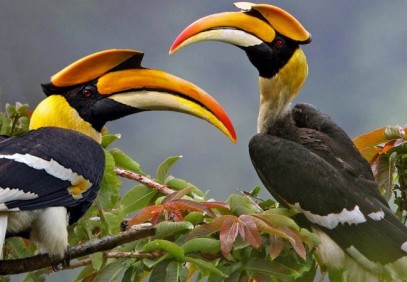 13 Days Uganda Wildlife and Birding Safari