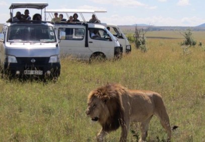 Half Day Nairobi National Park