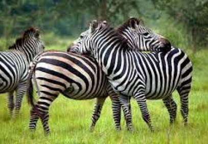 14 Days Luxury Family Uganda Special
