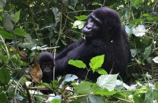 7 Days Uganda Primate Trekking Safari