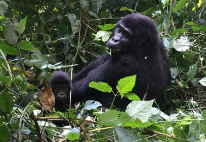 7 Days Uganda Primate Trekking Safari