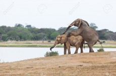 4-Day Tsavo East & West Safari