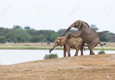 4-Day Tsavo East & West Safari
