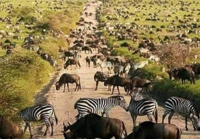 5-Day Manyara, Serengeti & Ngorongoro Safari