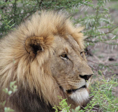 Madikwe Game Reserve