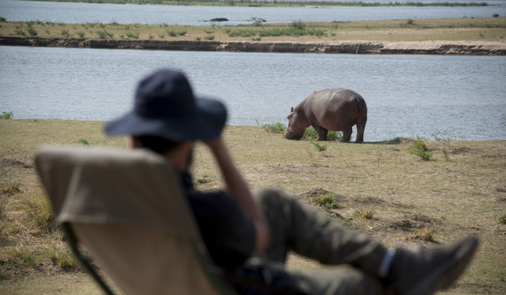 Mana Pools Hippo