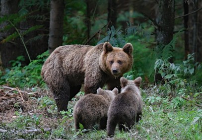 Observing and Discovering Bears in their Natural Habitat
