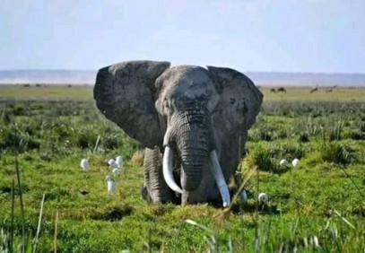 4-Day Lake Naivasha & Masai Mara Safari