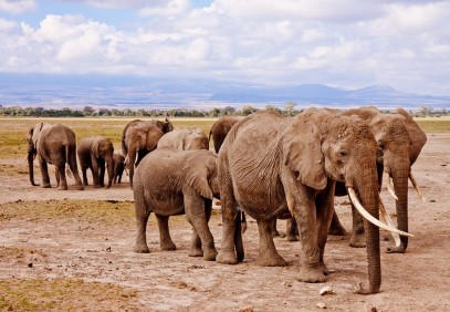 3-Day Luxury Masai Mara Safari