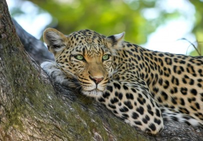 8 Days Gorillas, Chimpanzee & Wildlife Uganda Safari