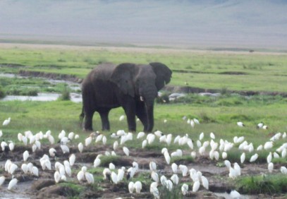 6-Day Top Tanzania Wildlife & Wildebeest Migration Safari