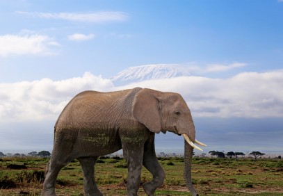 14 Days Kenya & Tanzania Safari