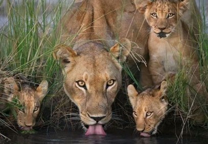 3 Days Safari in Serengeti & Ngorongoro