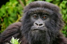 Rwanda Once-in-a-Lifetime Experience