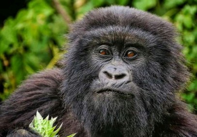 Rwanda Once-in-a-Lifetime Experience