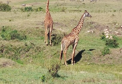 3 Days Masai Mara Safari