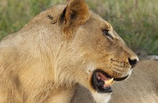 4-Day Kruger Park Fly and Drive Safari