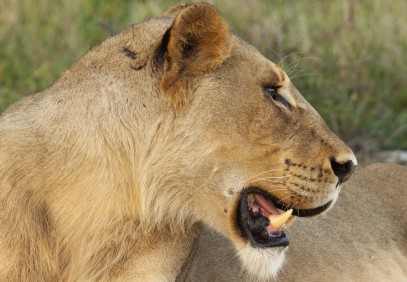 4-Day Kruger Park Fly and Drive Safari