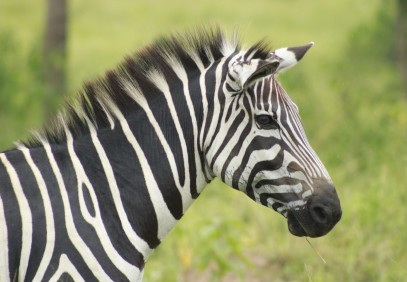 7-Day Memorable Wildlife And Cultural Encounter In Uganda