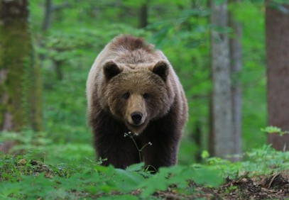 Discover the Natural Habitat of Bears