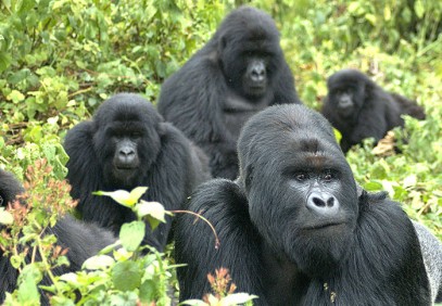 3 Days Ultimate Gorilla Safari