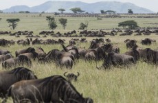 5-Day Tanzania Wildebeest Migration Safari