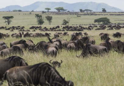 5-Day Tanzania Wildebeest Migration Safari