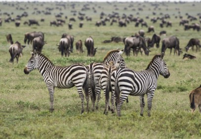 7-Day Serengeti Plains & Ngorongoro Crater Safari