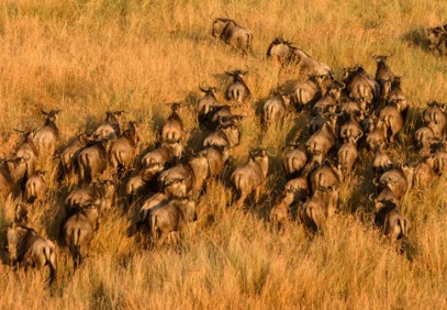 Low Season Wildebeest Migration Safari