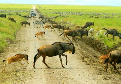 8 Days Serengeti Migration Safari