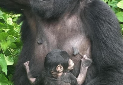 4-Day Gorillas and Chimps Trek