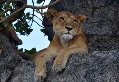 5-Day Big Five Serengeti Luxury Safari