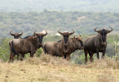 4-Day Private Safari Serengeti, Tarangire & Ngorongoro
