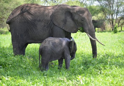 1-Day Trip to Tarangire National Park