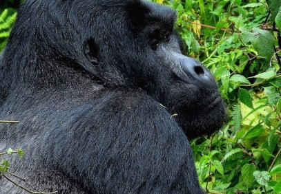 3-Day Gorilla Fly In Safari to Bwindi Impenetrable National Park