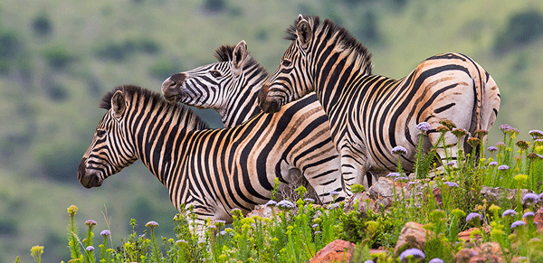 Ithala Game Reserve 1